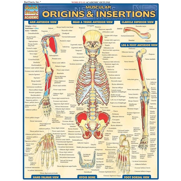 Anatomy Reference Guide: Perez, Vincent: 9781423242666: Amazon.com
