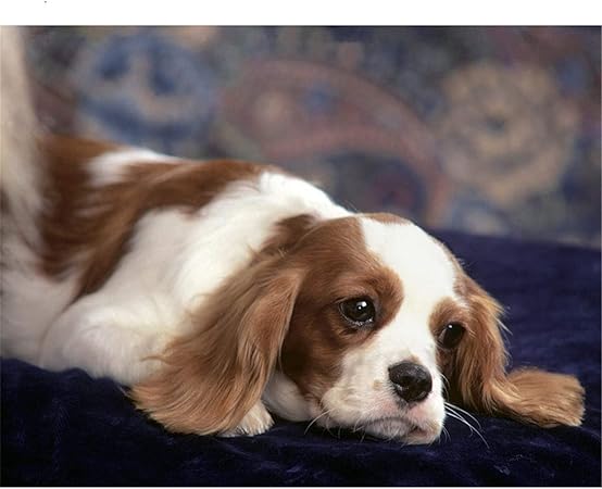 best toys for cavalier king charles spaniel
