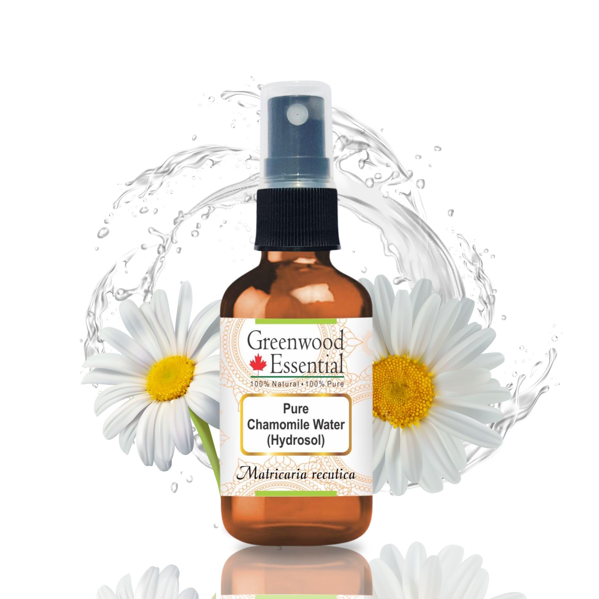 Greenwood Essential Pure Chamomile Floral Water (Hydrosol) (Matricaria recutica) 100% Natural Therapeutic Grade 50ml (1.69 oz)