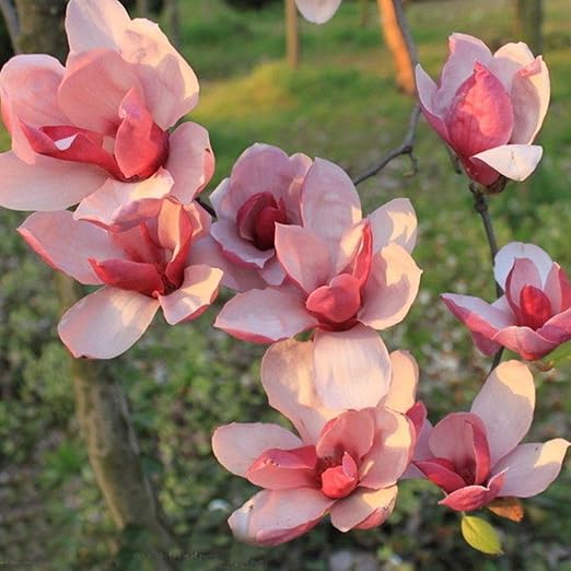 FastDirect Semillas de Magnolia Multicolor Semillas de Flores 20 ...