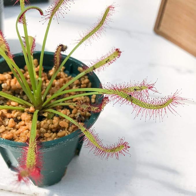 Amazon Co Jp 食虫植物 モウセンゴケ ドロセラ カペンシス 赤花 2号鉢 育て方説明書付き Drosera Capensis アフリカナガバモウセンゴケ ホーム キッチン