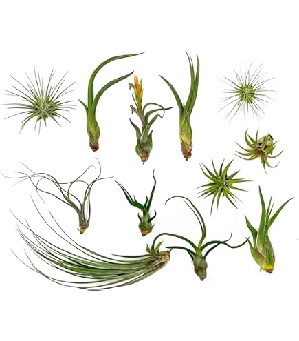 where to buy cheap indoor plants Easy Care Variety Bundle main image 0
