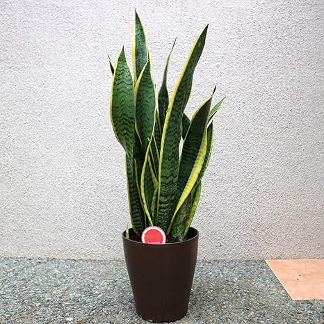 Amazon Co Jp サンスベリア ローレンティー 観葉植物 小型 6号プラスチック鉢 鉢底からの高さ 約65cm 葉張り 約25cm 品種で選べる観葉植物 リビングやオフィス向きサイズ 1個 学名 Sansevieria Trifasciata Laurentii リュウゼツラン科サンセベリア属 流通名