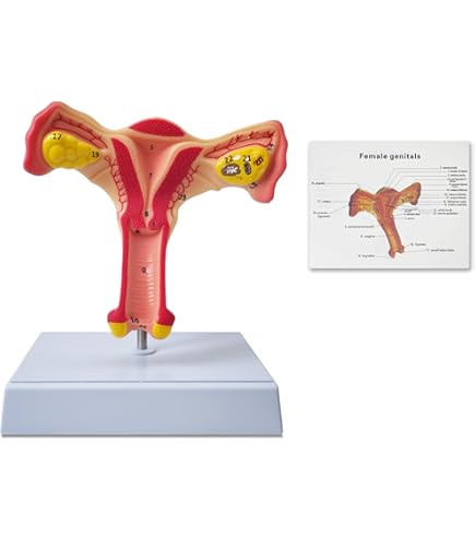 Female Pelvis Model Life Size Pelvic Floor Muscle Repair Bladder Vagina Accessory Structure Anatomy Model With Pelvic Floor Muscles Colored - View #4