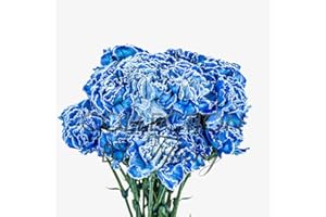 COLLECTION BY TIFFANY Fresh Carnation Flowers for Birthday, Anniversary, Mother's Day & Valentine's Day I Long Lasting (20 stems per bunch) Long Lasting (Blue)