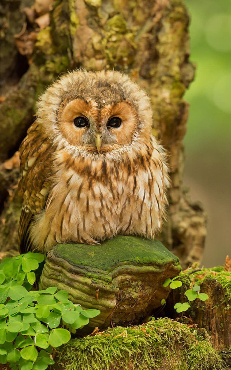 Amazon.com: Cute Animals Live Wallpaper: Appstore for Android