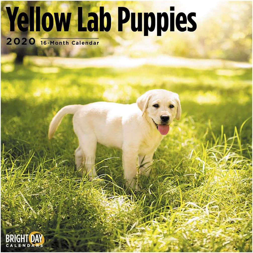 2020 Yellow Lab Puppies Wall Calendar by Bright Day, 16 Month 12 x 12 Inch, Cute Dogs Puppy Animals Military Police Rescue Canine