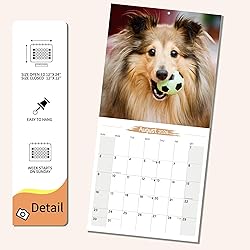 2025-2026 Wall Calendar Shetland Sheepdog Planner