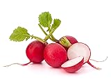 500 Cherry Belle Radish Seeds, USA Grown - Easy to