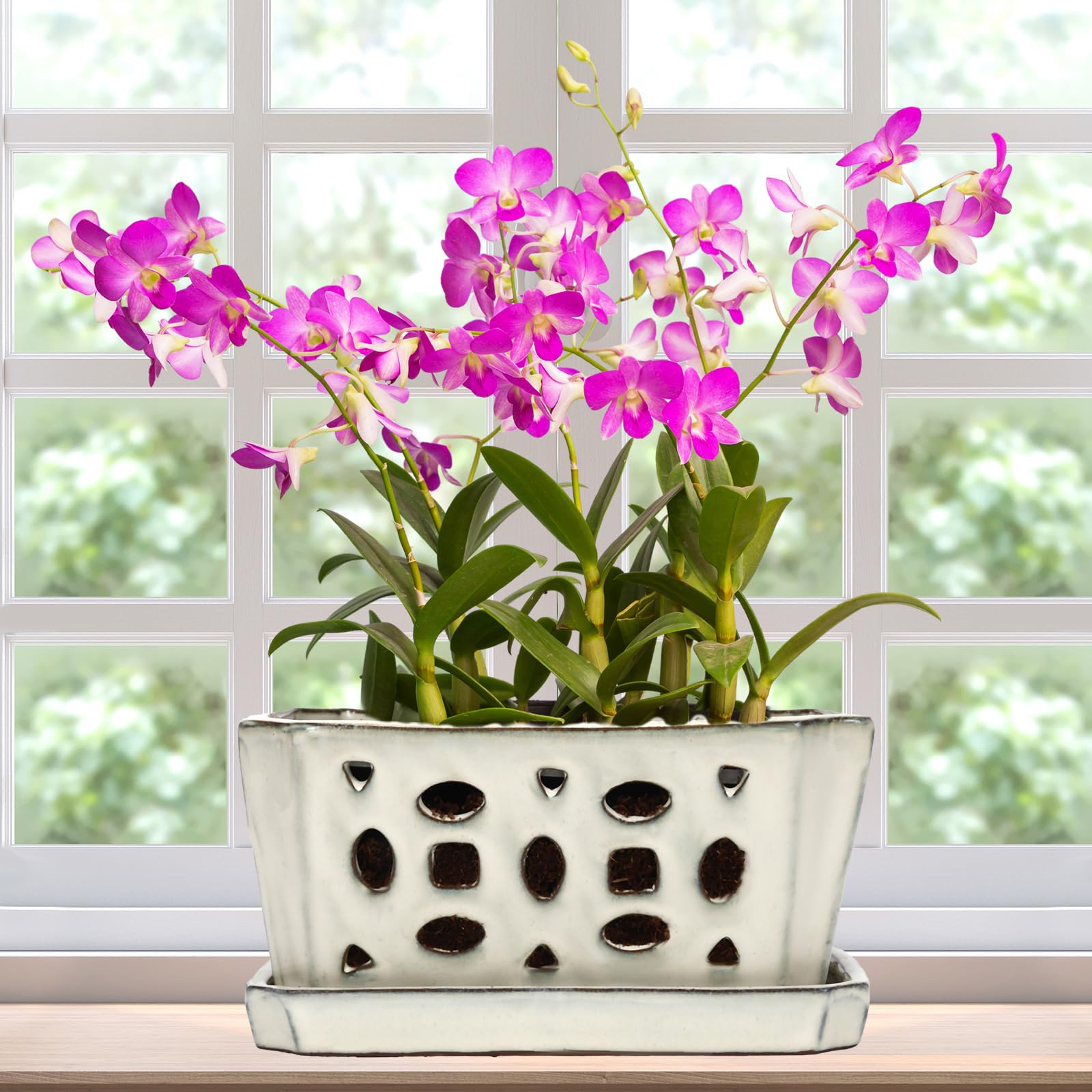 Photo 1 of Teenyyou 1 Set Orchid Pot with Holes 9.5 Inch Ceramic Orchid Pot with Saucers for Repotting Amaryllis Flower Planter Include Gardening Shovel Set and Gloves for Home Decor(White)
