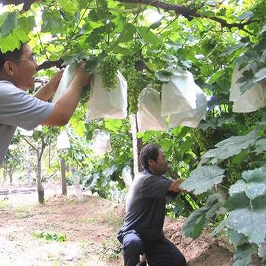 100 Unids Uvas de Jardín Bolsa de Protección de Frutas para Fruta ...