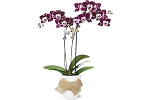 PLANTS & BLOOMS SHOP Just Add Ice JA5152 Purple Orchid in White Ceramic with Burlap Bow - Live Indoor Plant, Long-Lasting Flowers, Gift for Mother's Day, Spring, Shabby Chic, Rustic Farmhouse - 2.5" Diameter, 9" Tall