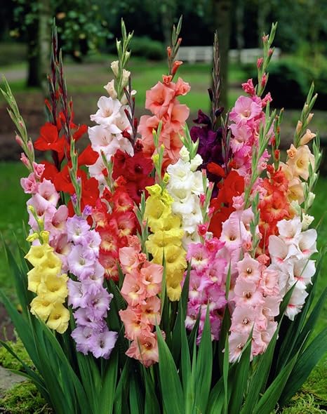 Easy Gardening Gladiolus Mix Color Flower Bulbs (Pack of 5 Bulbs)