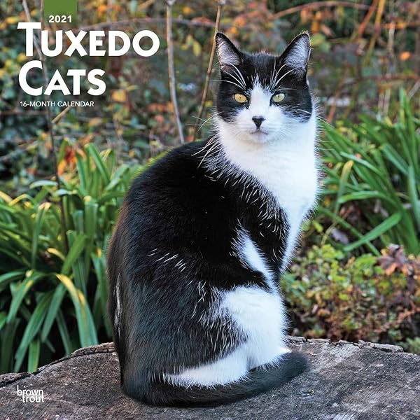 Amazon.com: Tuxedo Cats 2021 12 x 12 Inch Monthly Square Wall Calendar,  Animals Cats: 9781975420871: BrownTrout Publishers Inc., BrownTrout  Publishers Editing Team, BrownTrout Publishers Design Team, BrownTrout  Publishers Design Team: Office Products