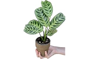 GENERIC PLANTVERS Live Calathea Burle Marx in 3inch Nursery Pot - Indoor Houseplants - Low Light Office Plant - Air Purifier Plant