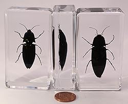 2.9" Real Snapping Jewel Beetle in Crystal Clear