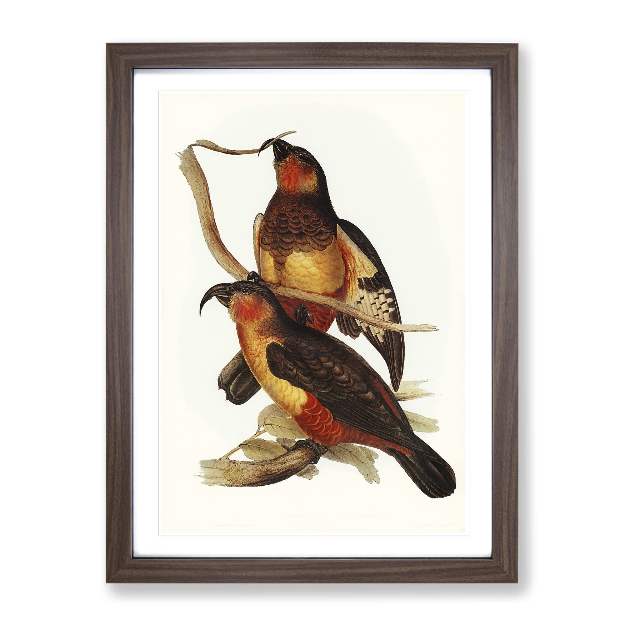 Philip Island Parrots By Elizabeth Gould Vintage Framed Wall Art Print, Ready to Hang Picture for Living Room Bedroom Home Office Décor, Walnut A4 (34 x 25 cm)