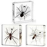 Aolowewin Taxidermy Spider Specimen in Resin, Insect Preserved in Crystals | Oddities Gift, Bug Enthusiast Lover, for Biology Science Classroom Preschool Education, Decor Ornament (3-Pack, 3x3x1-inch)
