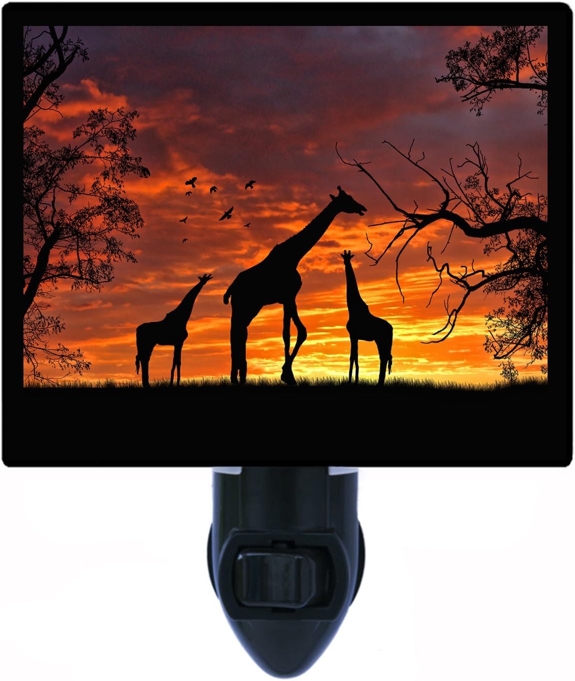 Night Light, Giraffes at Sunset, Africa, Giraffe