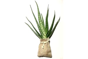 Generic Live Aloe Vera Mature Plant 20 Grams + Healthy Air Plant Barbadensis Miller : Only Seeds