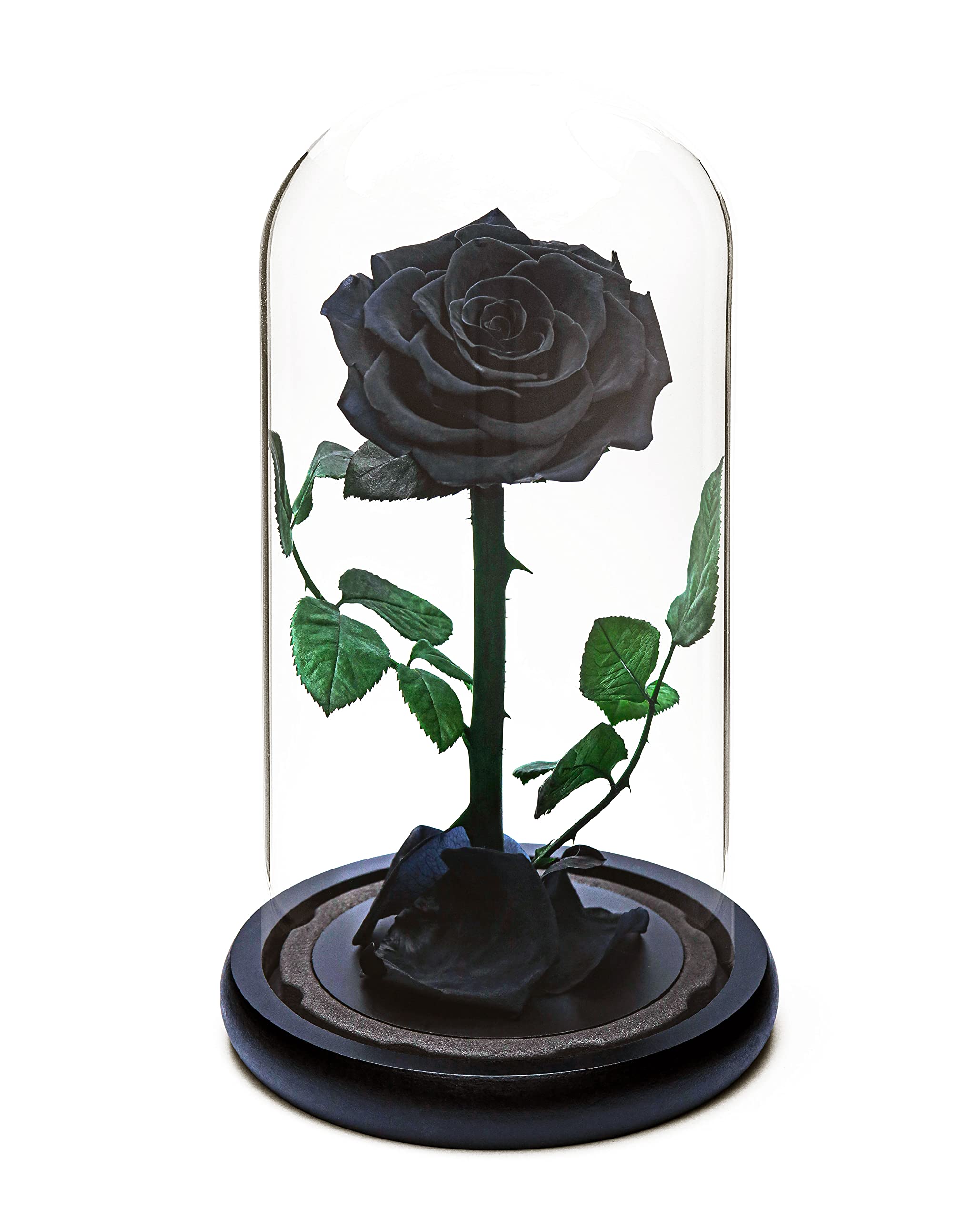 Eternal Forever Rose | Fresh Rose Gift | Single Rose Preserved for 5 Years | Handcrafted | Gifts for Women Birthday unique Unusual | Mother’s Day, Anniversary, Christmas valentine’s day (Black)