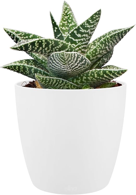 Elho Brussels Round Mini Maceta Redonda, Blanco, 6, 7x6, 7x6 cm ...