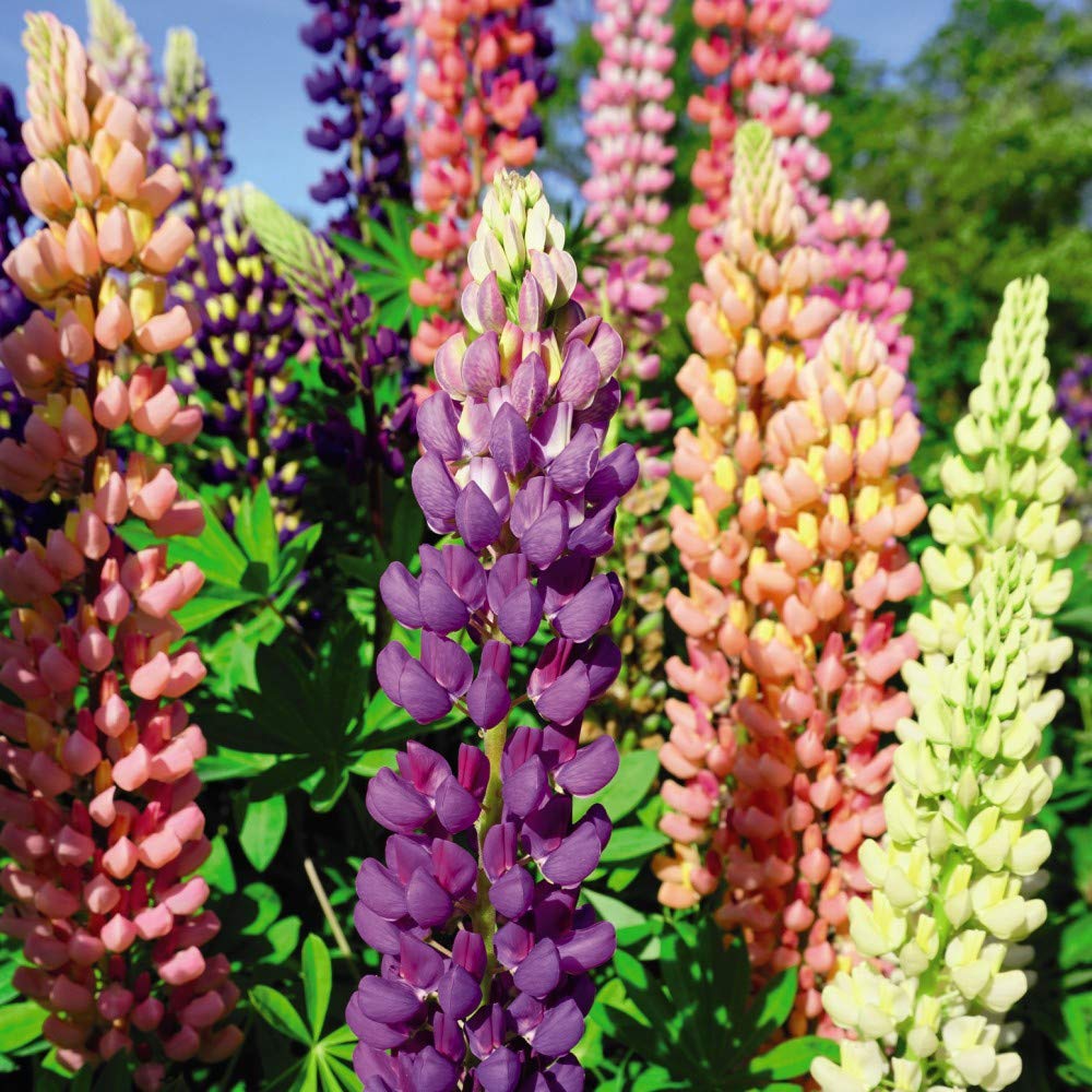 T&M Lupin Band of Nobles Mixed (Approx 35 Seeds)