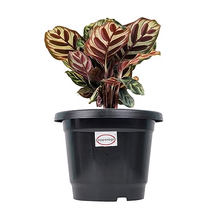 Pepper Agro Gardening Planter Black Flower Pots 13inch Set of 12Qty