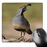 3dRose LLC 8 x 8 x 0.25 Gambels Quail Bird Tuscon