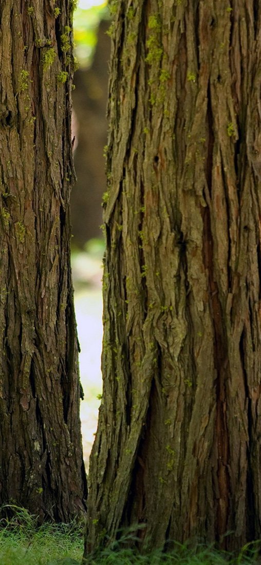 PeelitStickit, Beautiful Nature Wall Murals, ID-0847, vinyl