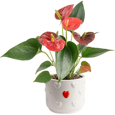 heart shaped house plants Mini Heart Plant Set of 3