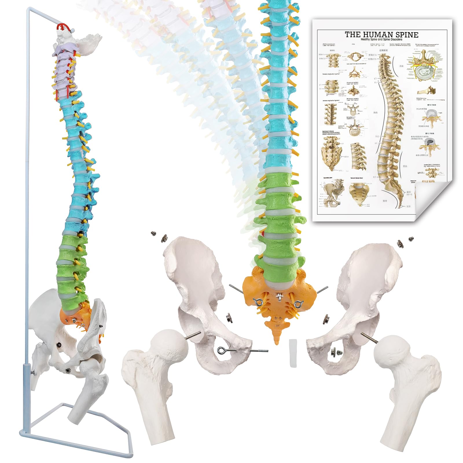 Photo 1 of EVOTECH Flexible Colored Human Spine Model for Anatomy, 34.8 Inches Life-Size Painted Flexible Spine Model with Stand, Chiropractic with Pelvis, Spine, Nerves and Vertebrae, Anatomical Spine Model