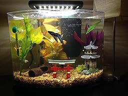 Amazon.com: Customer reviews: Tetra 29003 Crescent Aquarium Kit, 5-Gallon - 71Ri7oHcvsL. SL256 Amazon.com: Customer reviews: Tetra 29003 Crescent Aquarium Kit, 5-Gallon - 71Ri7oHcvsL. SL256