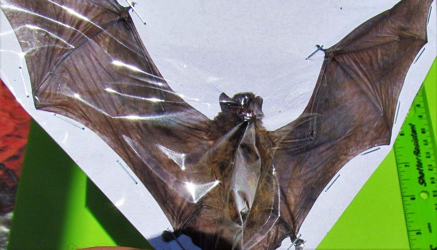 Lesser Bamboo Bat Tylonycteris pachypus Spread Bones Taxidermy Amazon