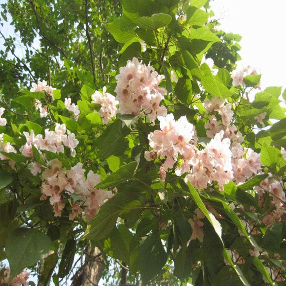 Semi Paulownia Kiri - 35 Pezzi, Albero Perenne Resistente Per Giardino E Balcone - Foto 5