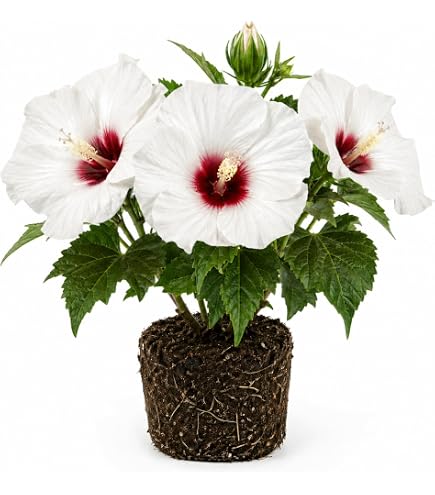 Amazon.com : White Dainty Lafrance - Tropical Heirloom Hibiscus
