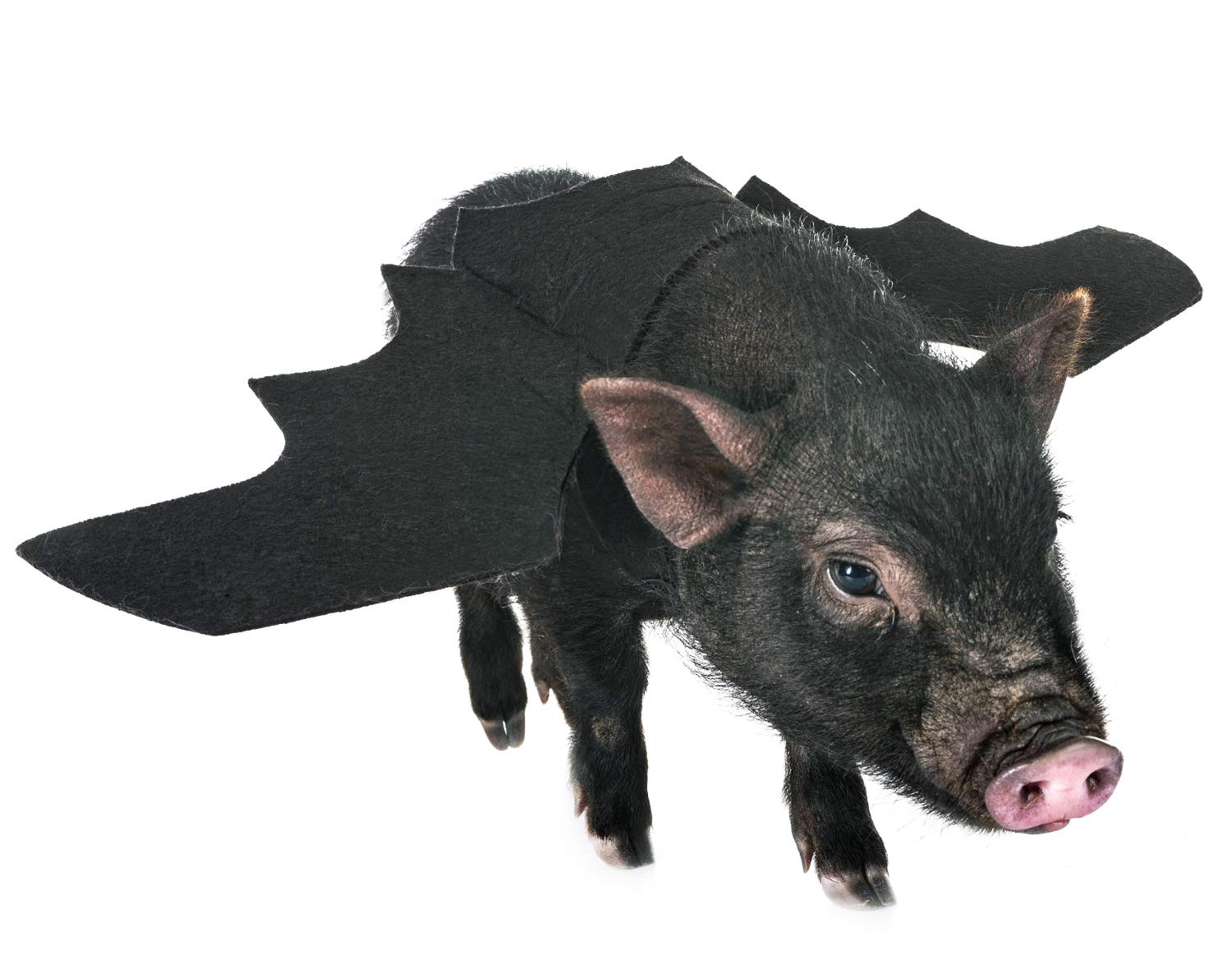 B bangcool Bat Wings for Dogs, Pet Halloween Bat Costume Adjustable Black Dragon Wings with 2 Pumpkin Bells