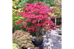 ZESHOPS 30pcs Red Japanese Maple Tree Seeds (Acer Palmatum Atropurpureum) - Vibrant Garden Beauty