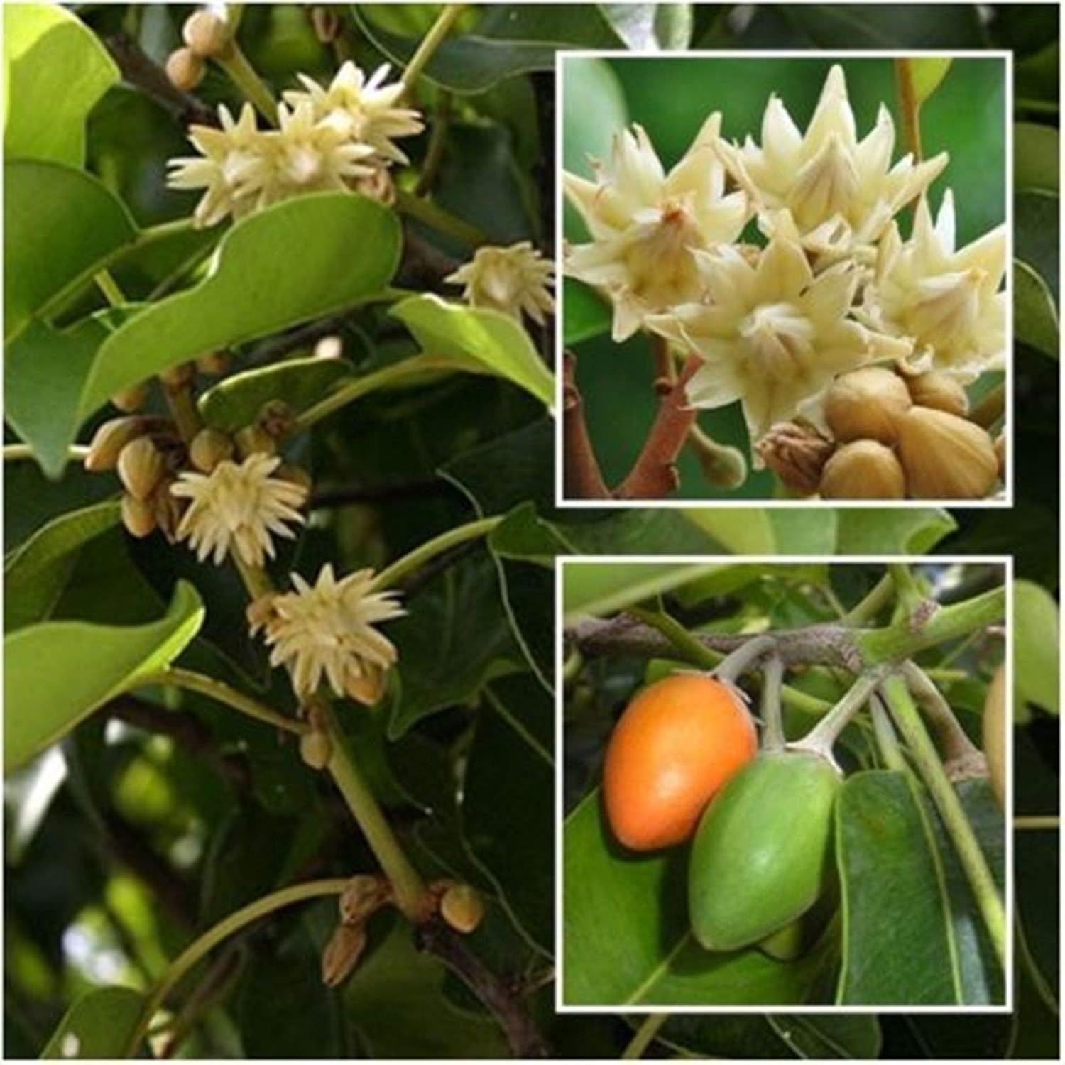 Seedstores : Seeds of Spanish Cherry Mimusops Elengi Bulletwood or ...