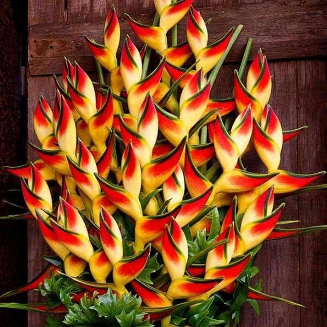 Jingjing1 Heliconia Seeds Rare Flower Seeds Home Garden Bonsai Potted Plant Seeds-50 PCS