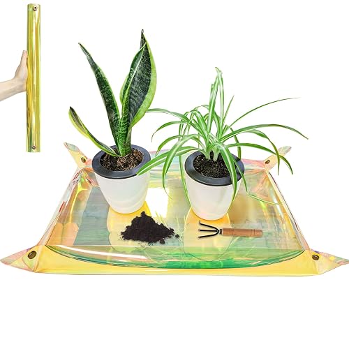 small succulents in pots Shop Succulents | Assorted Collection of Live Succulent Plants, Hand Selected Variety Pack of Mini Succulents main image 0