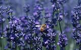 TooGet Culinary Dried Lavender Buds 4 OZ Highland Grow Flowers Ultra Blue view 4