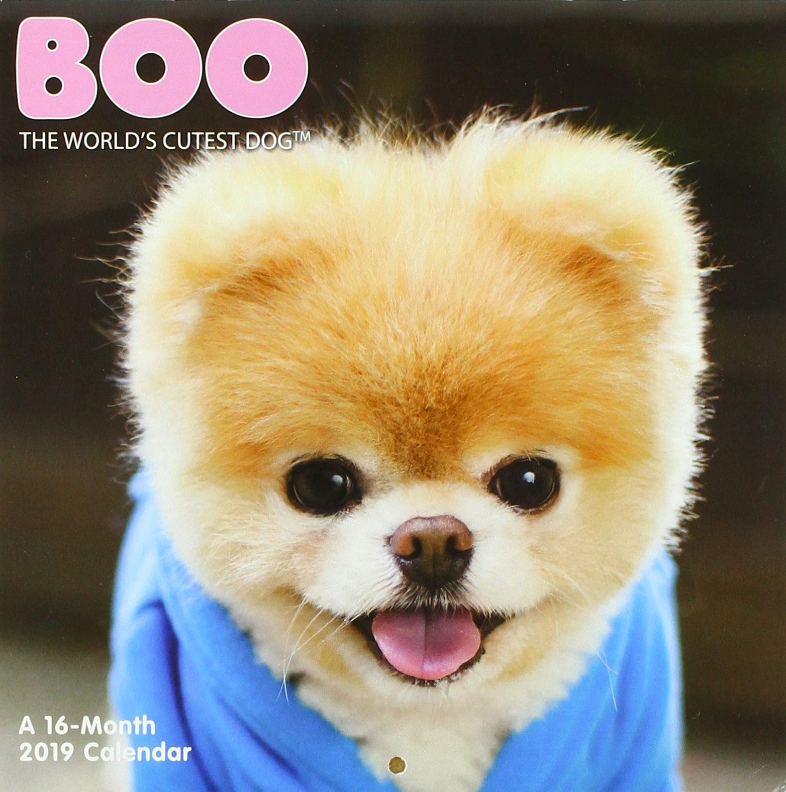 World\'s Cutest Dog 2019 2025