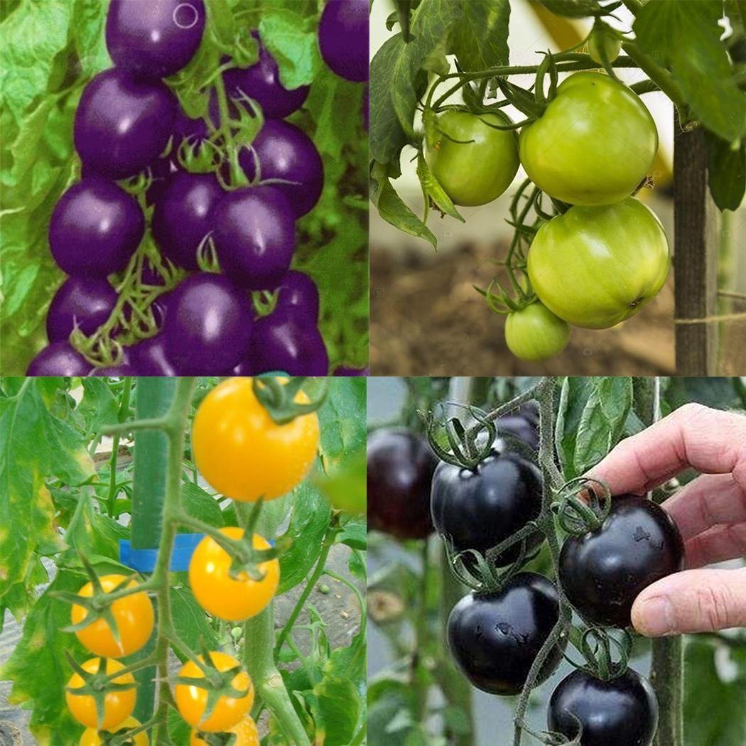 FastDirect Semillas de Tomate Verde 50 PCS Semillas de Verduras ...