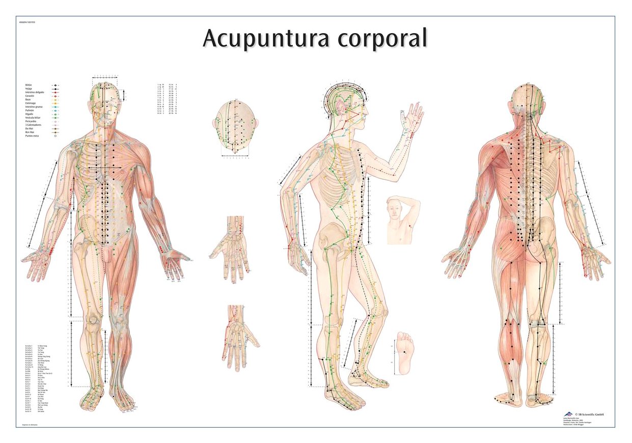 3B Scientific VR3820UU Anatomical Chart "Acupuntura Corporal", Paper Version