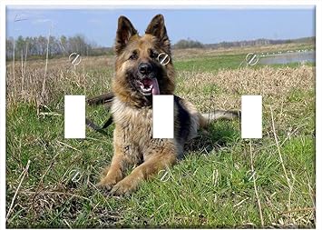 triple coat german shepherd