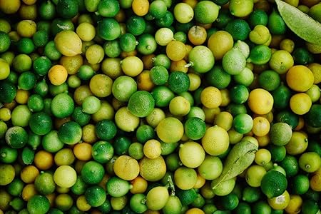 Greenish Valley Exotic Rare Dwarf Pomelo fruit Plant - Air Layering (Citrus maxima) Rare Grafted Variety 1 Plant