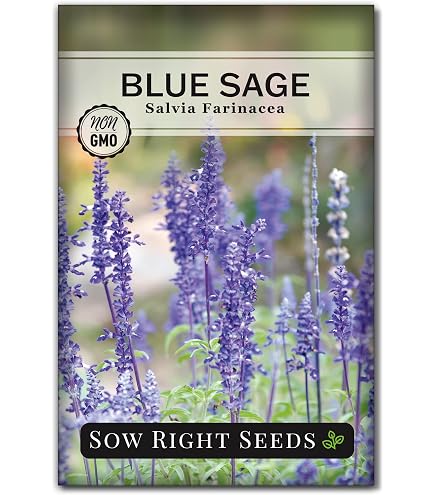 Semi Di Salvia Farinacea Blu Sage – 6.000 Semi Sfusi Per Giardino Fiorito