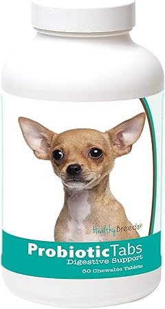 constipated chihuahua