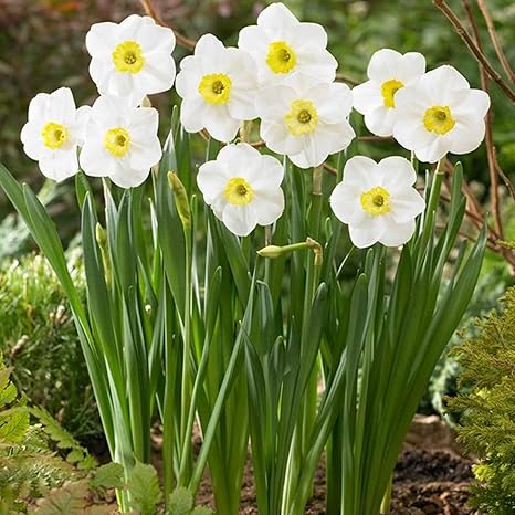 Amazon 珍しい植物 美しい観賞用花 スイセンの球根 美しい家の土で栽培された花 あなたの目をキャッチ 今すぐ植える 15 球根 1 花